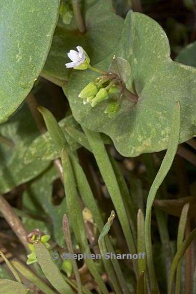 claytonia parviflora ssp parviflora 9 graphic